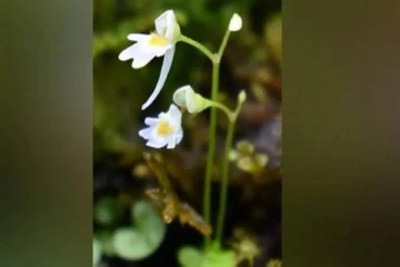 பூச்சி கொசுக்களை சாப்பிடும் அரிய வகை தாவரம் மேற்கு இமயமலையில் கண்டுபிடிப்பு!