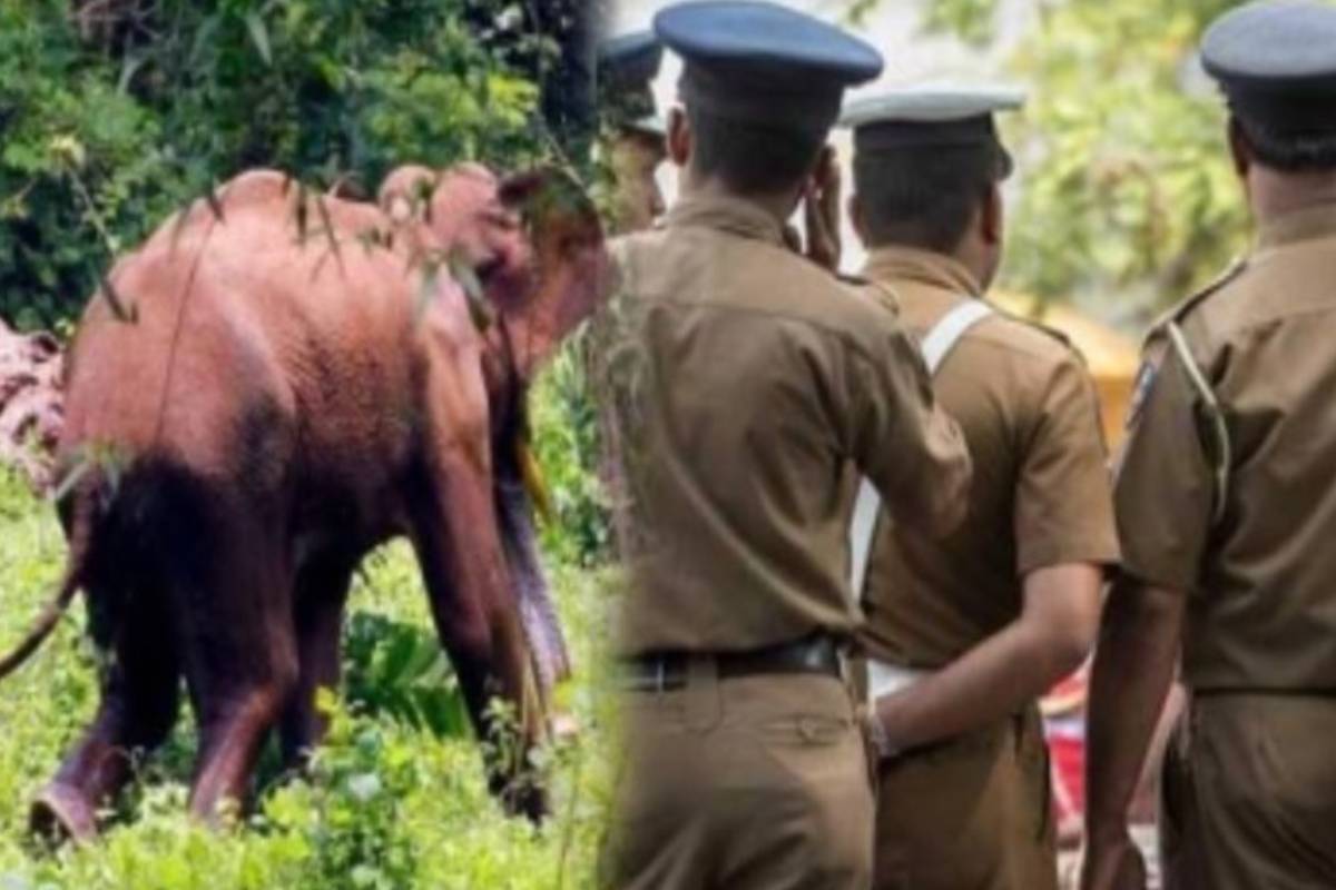 புத்தளத்தில் காட்டு யானை தாக்கி வனஜீவராசிகள் திணைக்கள ஊழியர் பலி | Wildlife Employee Killed In Elephant Attack