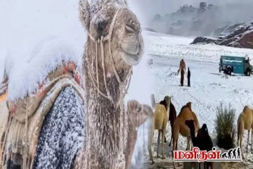 சவுதி பாலைவனத்தில் அரிதான பனிப்பொழிவு - ஒட்டகங்களின் வைரல் காணொளி