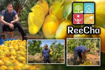 றீ(ச்)ஷாவில் அறுவடை செய்யப்பட்டுள்ள சுவை மிக்க மாம்பழங்கள்