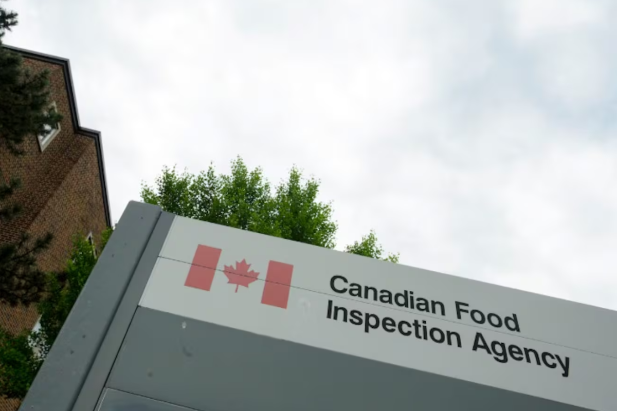 கனடாவில் இந்த உணவு வகை குறித்து விடுக்கப்பட்டுள்ள எச்சரிக்கை | Egg Products Recalled In Ontario And Quebec