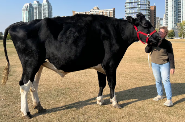 கின்னஸ் உலக சாதனை படைத்த கனடிய காளை | Big Beef Alberta Cow Is Officially Worlds Tallest