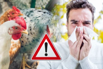 அமெரிக்க மாகாணம் ஒன்றில் பறவைக்காய்ச்சல் தீவிரம்!அவசர நிலை பிரகடனம்