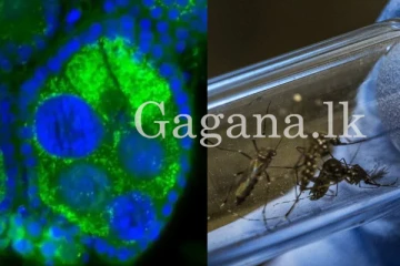 දිනෙන් දින ඩෙංගු රෝගීන් සහ මරණ වැඩි වෙද්දී. - කොළඹට එන අලුත්ම වෛරසය.