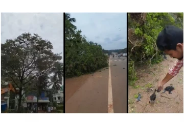 மரத்துப்போன மனிதநேயம்…பறவைகளுடன் சாய்க்கப்பட்ட மரம் உயிரிழந்த பறவைகள் - ஜேசிபி ஓட்டுநர் கைது