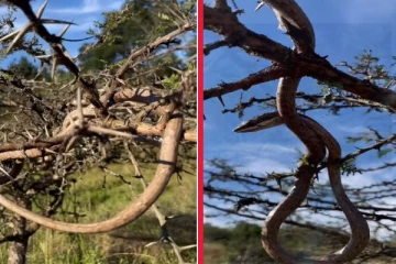 காய்ந்த மரம் போலவே தோற்றமளிக்கும் விஷ பாம்பை பார்த்ததுண்டா? வைரலாகும் காணொளி