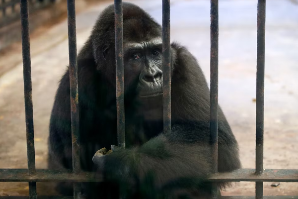 கொரில்லாவை மீட்கப் போராடும் ஆர்வலர்கள்! | Activists Fighting To Save The Gorilla