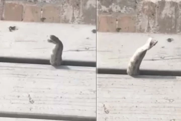 உயிருக்கு போராடிய பாம்பு! தப்பிக்க எடுத்த சாமர்த்தியமான முடிவு... ஷாக்கிங் வீடியோ