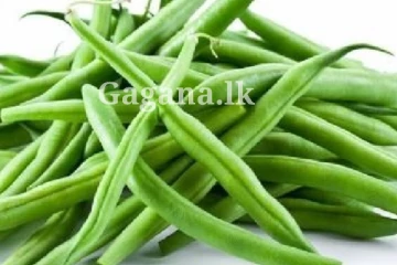 ඉතිහාසගත වුණ බෝංචි.. පුදුමෙනුත් පුදුමයිනේ.. - කීයද කියලා දන්නව ද?.