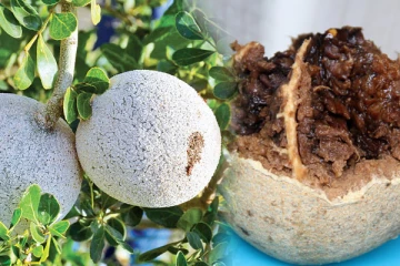 விளாம்பழம் சாப்பிடுவதால் கிடைக்கும் பலன்கள்...!!