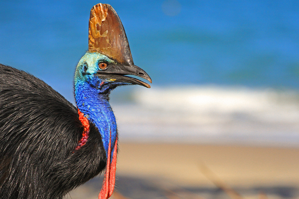 மனிதர்களை கொல்லும் திறன் கொண்ட ஆபத்தான பறவை.., எது தெரியுமா? | Cassowary The Worlds Most Dangerous Bird மனிதர்களை கொல்லும் திறன் கொண்ட ஆபத்தான பறவை.., எது தெரியுமா? | Cassowary The Worlds Most Dangerous Bird