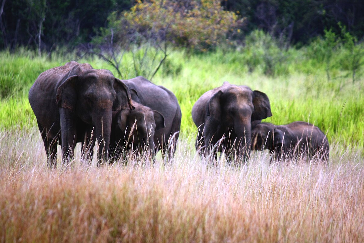 அநுராதபுரத்தில் வாழ்வாதாரத்திற்காக பயிர்ச்செய்கையில் ஈடுபட்டிருந்த இருவருக்கு நேர்ந்த பரிதாபம் | Two Killed In Elephant Attack