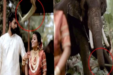 ரொமான்ஸாக புகைப்படம் எடுத்த புதுமணத் தம்பதி! பின்னே நின்ற யானை செய்த பகீர் சம்பவம்