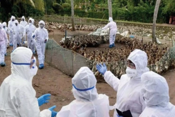 பறவை காய்ச்சல் பாதிப்பு - 21,500 பறவைகளை அழிக்கும் பணி தொடக்கம்!