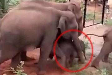 மின்வேலியை கடக்க திணறிய குட்டி யானை! பிள்ளைக்கு வலிக்கும் என கதறிய மக்கள்