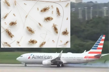 அமெரிக்காவில் அவசரமாக தரையிறக்கப்பட்ட விமானம் : காரணம் தெரியுமா..!