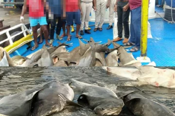 850 கிலோவுக்கும் அதிகமான சுறா மீன்களுடன் மீனவர்கள் கைது