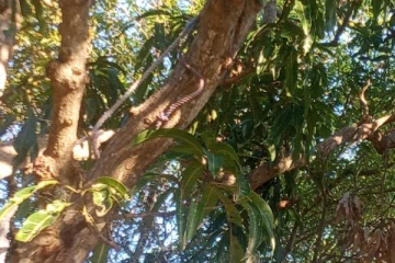 யாழ். ஊர்காவற்துறையில் தவறான முடிவெடுத்து உயிரிழந்த ஆண் (photo)