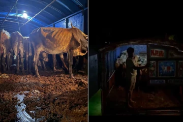 கிளிநொச்சியில் 22 கால்நடைகளை அனுமதியின்றி கொண்டு செல்ல முற்பட்ட நபர் கைது