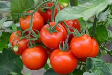 தங்கத்தின் விலையை தாண்டிய தக்காளி விதை! ஒரு கிலோ 3 கோடியா?