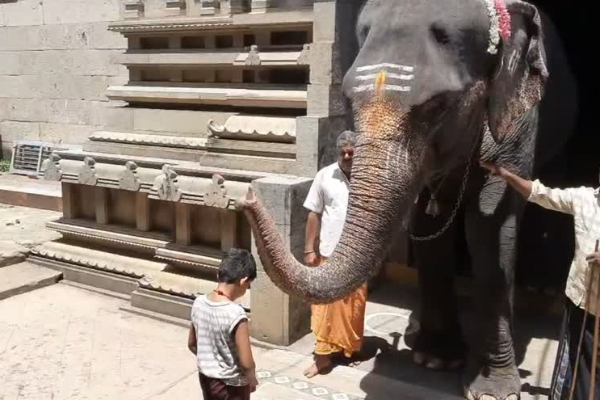 யானையிடம் ஆசீர்வாதம் வாங்குவதற்கு பின்னால் இருக்கும் தெய்வீக ரகசியங்கள் | Reason Behind Elephant Blessings In Tamil