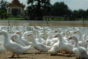 பறவை காய்ச்சல் எதிரொலி : 55 ஆயிரம் வாத்துகளை கொல்ல முடிவு