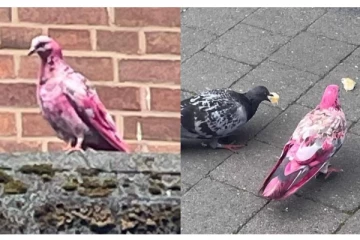 இங்கிலாந்தில் அதிசய புறா