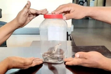 கொழும்பு தேசிய மருத்துவமனைக்குள் திடீரென நுழைந்த நாகப்பாம்பு