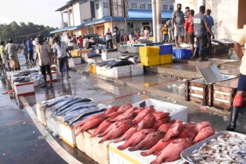 கொழும்பில் மீன்களை நிராகரிக்கும் மக்கள் - விலையில் ஏற்பட்ட பாரிய மாற்றம்