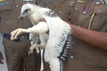 புத்தளம் பகுதியில் அரிய வகை வெள்ளை நிற கழுகுடன் ஒருவர் கைது! (Photos)