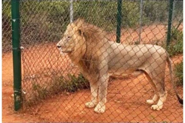 சிங்க குட்டிகளை திருட முயன்ற நபரை கொன்ற தாய் சிங்கம்