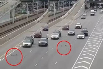 வாத்து குடும்பத்திற்காக வரிசையாக நின்ற வாகனங்கள் - வைரலாகும் வீடியோ!