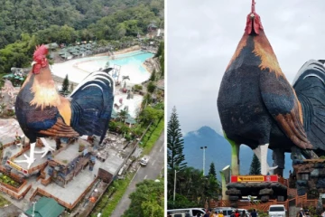 ගිනස් වාර්තා පොතට ගිය කුකුළා - මේක නම් පුදුමයක්ම තමයි..(PHOTOS)