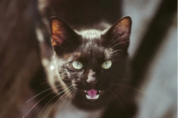 பூனைக்கு 9 உயிர் என்பது உண்மைதானோ! வைரலாகும் இந்த வீடியோவை பார்த்தால் உங்களுக்கே புரியும்