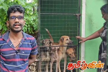 யாழில் தெரு நாய்களை பிடித்து வளர்க்கும் குடும்பம்