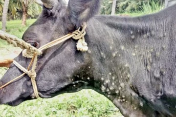 கிளிநொச்சியில் கால்நடைகளுக்கு மத்தியில் தீவிரமடையும் நோய்