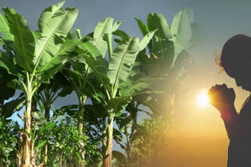 வியாழக்கிழமைகளில் வாழைமரத்தை இப்படி வழிப்பட வேண்டுமாம்