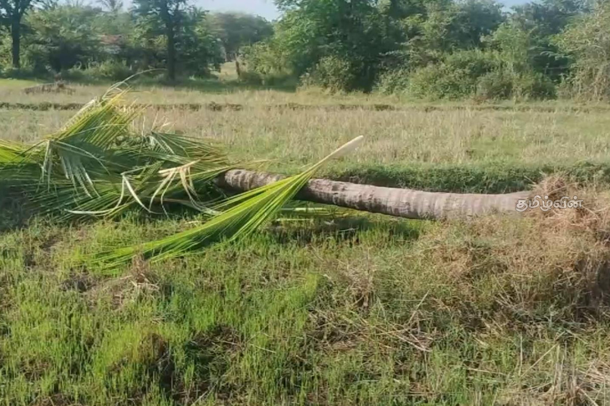 கந்தளாய் பகுதிகளில் அதிகரிக்கும் யானை அச்சுறுத்தல் - அரசிடம் விடுக்கப்பட்டுள்ள கோரிக்கை | Increasing Threat Of Elephants In Kandalai Areas கந்தளாய் பகுதிகளில் அதிகரிக்கும் யானை அச்சுறுத்தல் - அரசிடம் விடுக்கப்பட்டுள்ள கோரிக்கை | Increasing Threat Of Elephants In Kandalai Areas