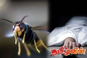 குளவிக் கொட்டுக்கு இலக்கான ஒருவர் மரணம்