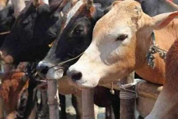 கிளிநொச்சியில் கால்நடைகளுக்கு பெரியம்மை நோய் தாக்கம் | Impact Of Smallpox On Cattle In Kilinochchi