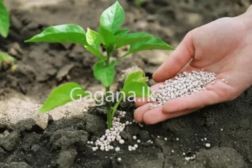 වහාම ක්‍රියාත්මක වන පරිදි අද සිට පොහොර වර්ග 5ක මිල අඩු කෙරේ.