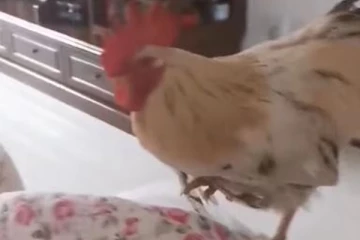 கோழிக்கு இவ்வளவு திறமையா…. சினிமாவையும் மிஞ்சிய சம்பவம்!