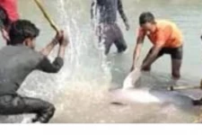 உத்தரபிரேதேசத்தில் டால்பினை கோடாரியால் கொன்ற 3 பேர் கைது செய்யப்பட்டனர்