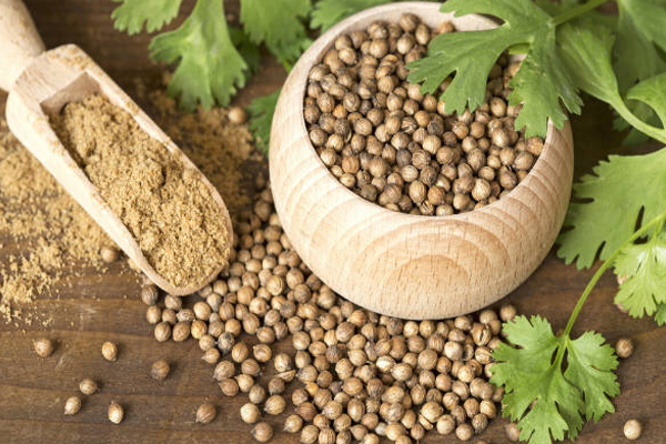 கொத்தமல்லி நீரை உட்கொள்வதால் இத்தனை நன்மைகளா | Many Benefits Of Consuming Coriander Water