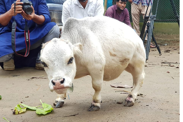உலகிலேயே மிக குள்ளமான பசு.. காண திரண்டு வரும் மக்கள்; வைரல் புகைப்படம்! | 23 Month Old Dwarf Cow In Bangladesh