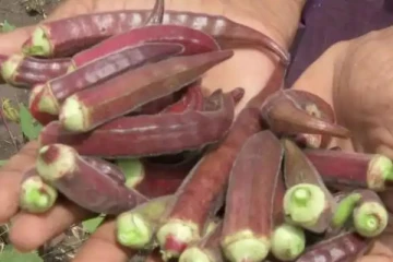 ரத்த நிறத்தில் காய்த்த வெண்டைக்காய்! ஒரு கிலோ மட்டும் என்ன விலை தெரியுமா?