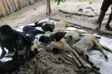 අධික සීතල නිසා යාපනයේ සතුන් 1400ක් මිය යයි.(PHOTOS)