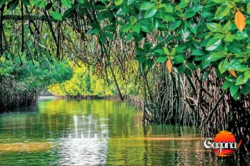 කඩොලාන වනාන්තර 8ක් රක්ෂිත බවට පත් කෙරේ