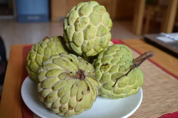 வயிற்று புண்களை தடம்தெரியாமல் ஆக்கும் பழம்.. உங்க வீட்டுல இருந்தால் நீங்களே அதிர்ஷ்டசாலி | Benefits Of Custard Apple Leaves வயிற்று புண்களை தடம்தெரியாமல் ஆக்கும் பழம்.. உங்க வீட்டுல இருந்தால் நீங்களே அதிர்ஷ்டசாலி | Benefits Of Custard Apple Leaves