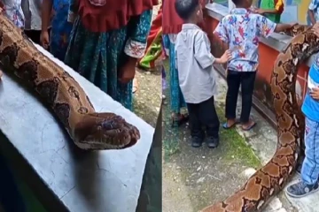 ராட்சத பாம்பை பொம்மையாக்கி விளையாடிய குழந்தைகள்…. விழிபிதுங்க வைத்த அதிர்ச்சி காட்சி!